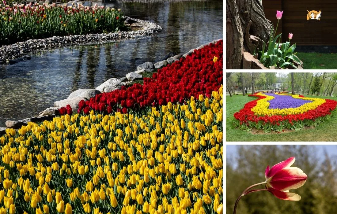 حديقة اميرجان اسطنبول