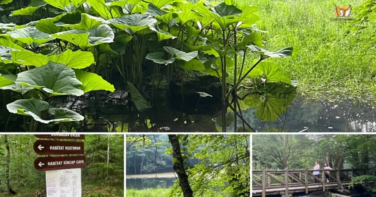 Yedigoller National Park