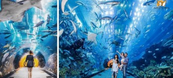 Istanbul Aquarium & Aqua Florya Mall : Visit Immersive Underwater Adventures