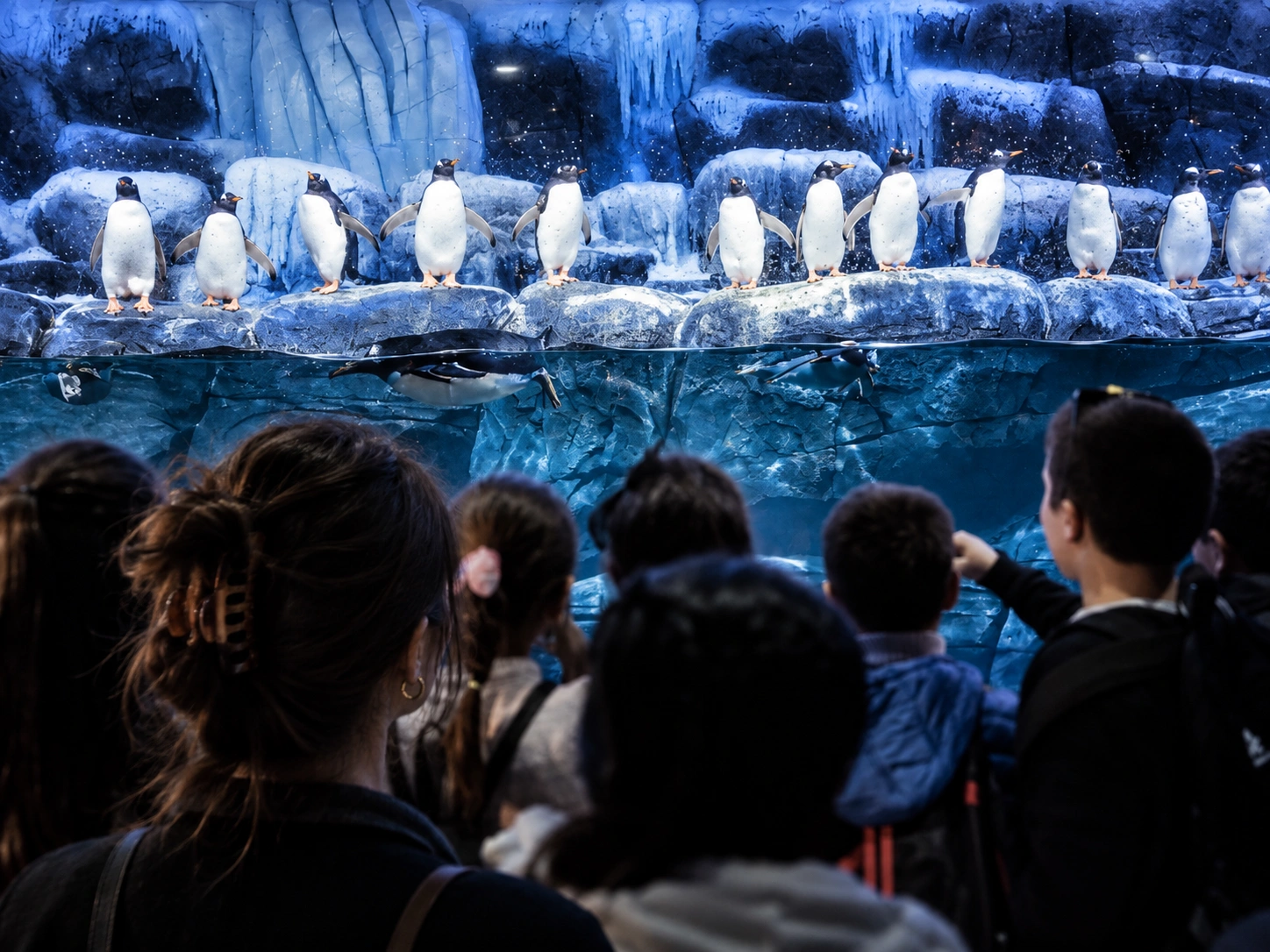 İstanbul Akvaryum Güney Kutbu temasıyla ilişkilendirilen penguen habitatı