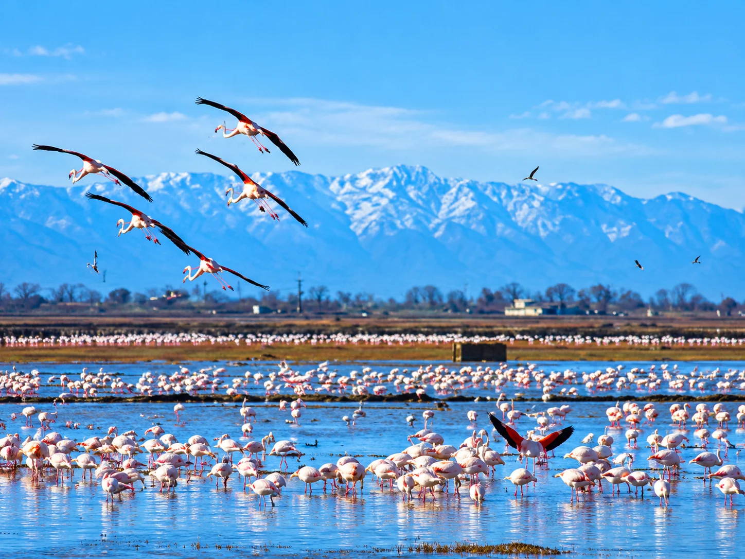 Gala Lake National Park wetland flamingo pelican bird migration Edirne